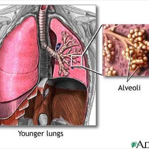 Broncitisinfections - Bacterial Might Be The Cause Of Bronchitis