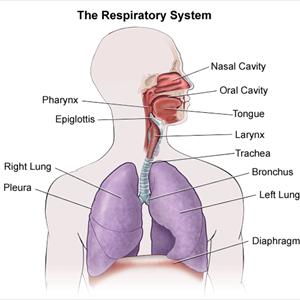 Amalaki - The Proper Bronchitis Treatment